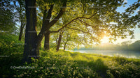 Sunrise Over Tranquil Riverside with Lush Green Foliage