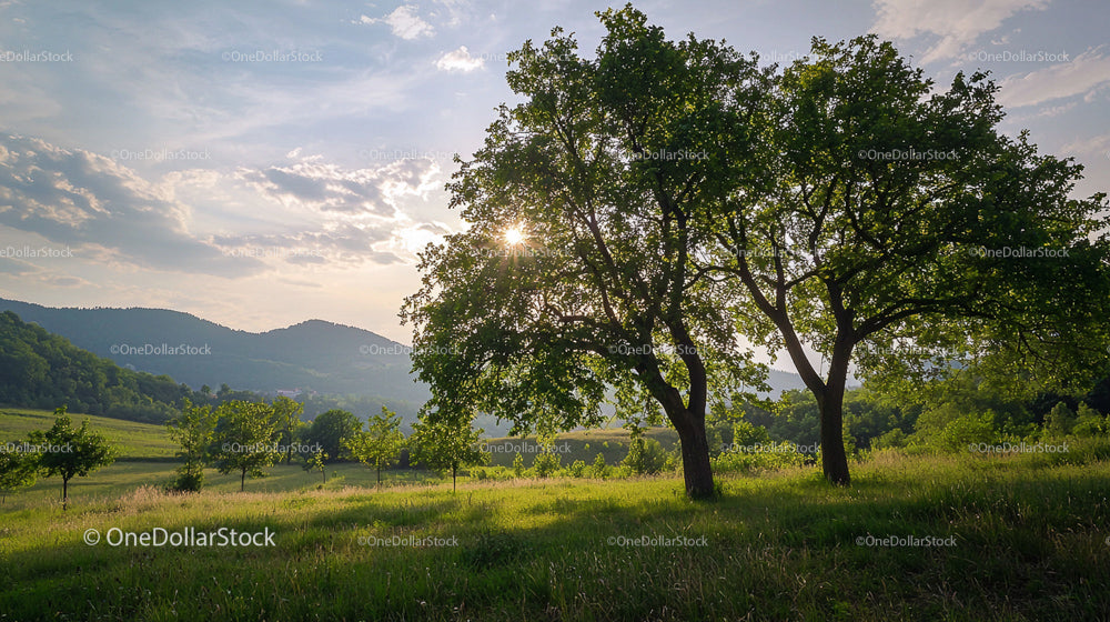 Scenic Countryside Landscape with Sunset Through Trees