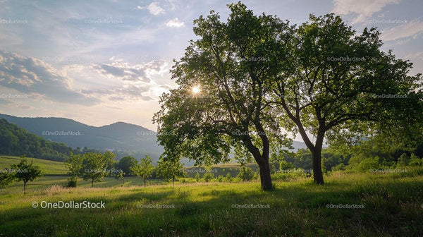 Scenic Countryside Landscape with Sunset Through Trees