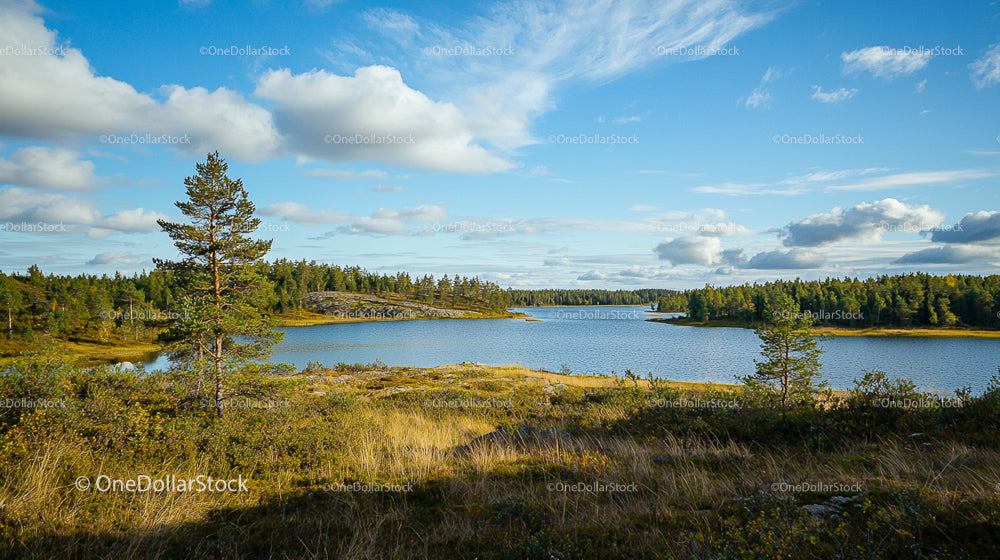 Serene Lake View with Pine Trees and Clear Blue Sky