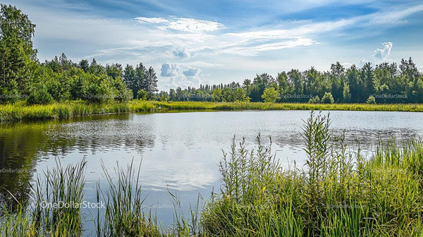 Serene Pond with Reeds and Lush Green Surroundings