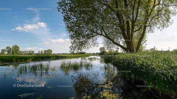 Tranquil Riverbank with Lush Greenery and Blue Skies