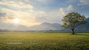 Solitary Tree in a Serene Rice Field at Sunset