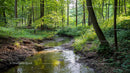 Sunlit Forest Stream with Lush Greenery and Tranquil Atmosphere