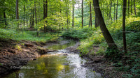 Sunlit Forest Stream with Lush Greenery and Tranquil Atmosphere
