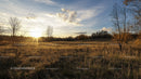 Golden Hour in an Autumn Field with Bare Trees and Sun Rays