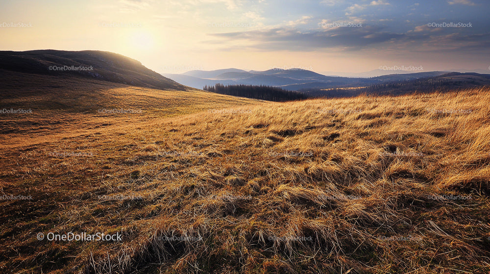 Golden Grass at Sunset Over Rolling Hills