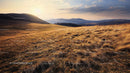 Golden Grass at Sunset Over Rolling Hills