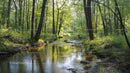 Serene Forest Stream Surrounded by Lush Greenery