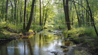 Serene Forest Stream Surrounded by Lush Greenery