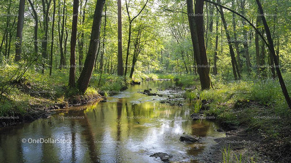 Serene Forest Stream Surrounded by Lush Greenery