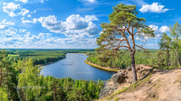 Majestic Pine Overlooking a Serene Forest Lake