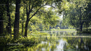 Tranquil Forest with Reflective Pond under Dappled Sunlight
