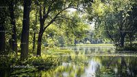 Tranquil Forest with Reflective Pond under Dappled Sunlight