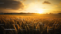 Golden Sunset Over Wheat Field in Serene Countryside