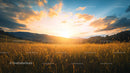 Golden Field at Sunset with Dramatic Sky and Horizon