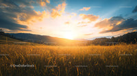 Golden Field at Sunset with Dramatic Sky and Horizon