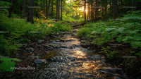 Serene Forest Stream with Sunlight Breaking Through Trees