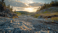 Rocky Landscape with Pine Trees at Sunset