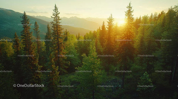 Sunset Over Pine Forest with Mountain Background