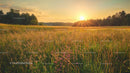Golden Sunset Over a Serene Summer Meadow