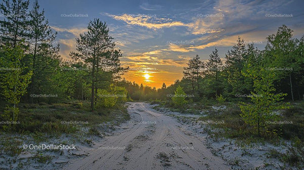 Serene Sunset Over Sandy Path in Pine Forest