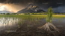 Dramatic Mountain View over Lush Rice Fields