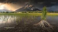 Dramatic Mountain View over Lush Rice Fields