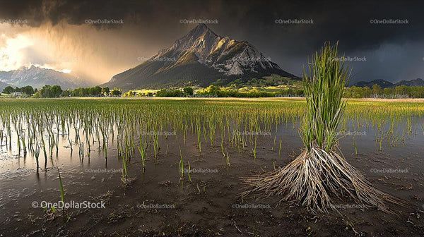 Dramatic Mountain View over Lush Rice Fields