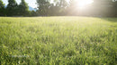 Sunlit Meadow with Lush Green Grass in Bright Morning Light