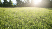 Sunlit Meadow with Lush Green Grass in Bright Morning Light