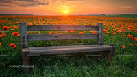 Rustic Wooden Bench Amidst Vibrant Poppies at Sunset