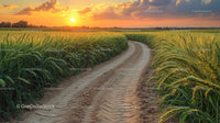 Golden Wheat Field With Country Road at Sunset