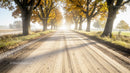 Sunlit Rural Road Lined with Autumn Trees in Morning Light