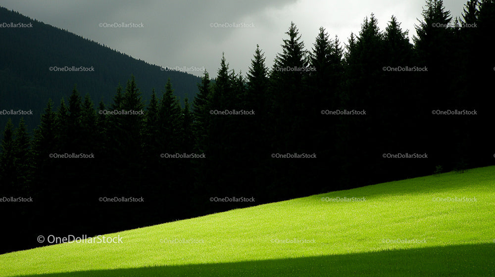 Sunlit Meadow and Pine Forest Under Dramatic Skies