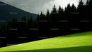 Sunlit Meadow and Pine Forest Under Dramatic Skies