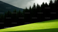 Sunlit Meadow and Pine Forest Under Dramatic Skies