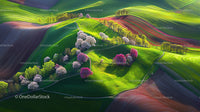 Vibrant Spring Landscape with Blooming Trees and Rolling Hills