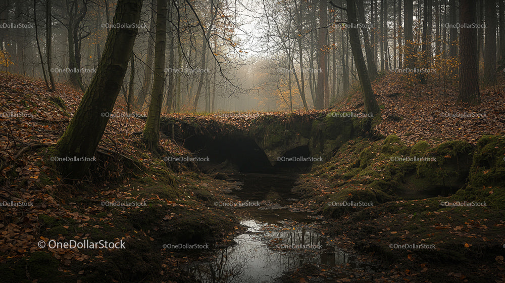 Misty Forest in Autumn with Stream and Fallen Leaves