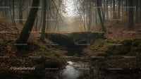 Misty Forest in Autumn with Stream and Fallen Leaves