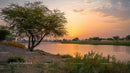 Serene Sunset by the River with Silhouetted Trees