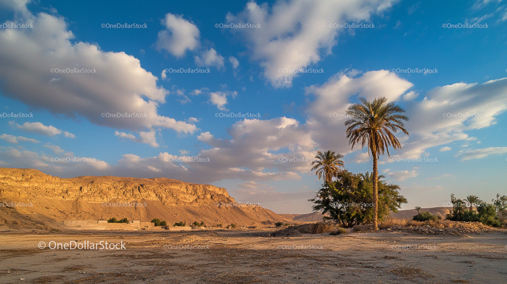 Stunning Desert Landscape with Palm Trees and Blue Sky