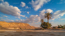 Stunning Desert Landscape with Palm Trees and Blue Sky