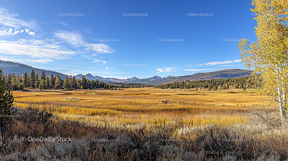 Golden Meadow with Majestic Mountain Backdrop