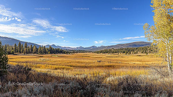 Golden Meadow with Majestic Mountain Backdrop