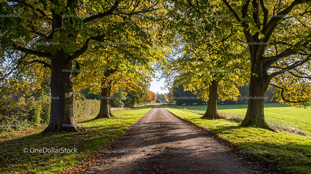 Tree-Lined Pathway in Autumn Countryside
