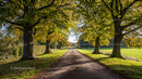 Tree-Lined Pathway in Autumn Countryside