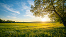 Sunset Over Serene Green Fields and Trees