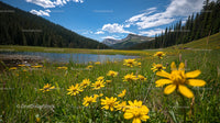 Yellow Wildflowers in Alpine Meadow by Serene Lake