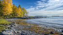 Golden Autumn Foliage Along Rocky Coastal Shoreline